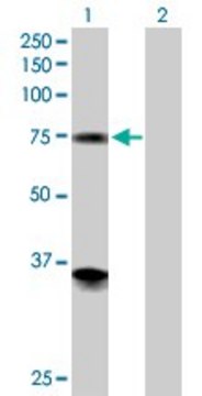 Anti-PGM2 antibody produced in rabbit