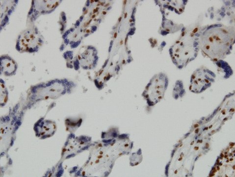 Monoclonal Anti-JMJD1C antibody produced in