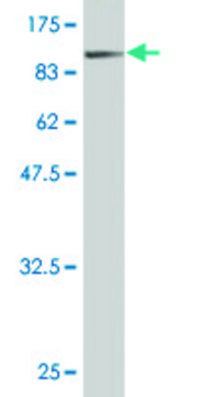 Monoclonal Anti-BFSP1 antibody produced in