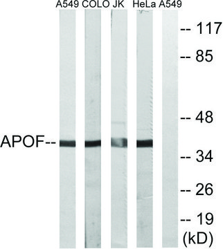 Anti-APOF antibody produced in rabbit