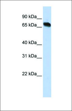 Anti-TAF15 antibody produced in rabbit