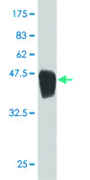 Monoclonal Anti-ARHGDIG antibody produced in
