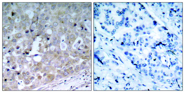 Anti-VEGFR2 antibody produced in rabbit
