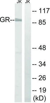 Anti-GR antibody produced in rabbit