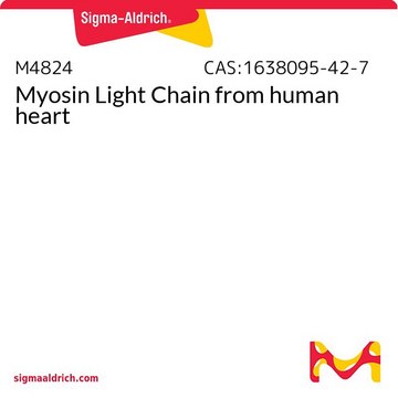 Myosin Light Chain from human