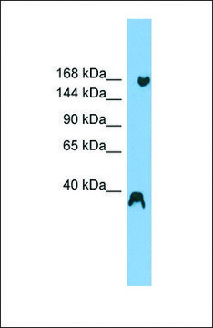 Anti-ZNF294, (N-terminal) antibody produced in