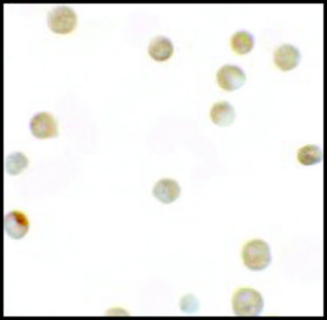 Anti-ZNF521 antibody produced in rabbit