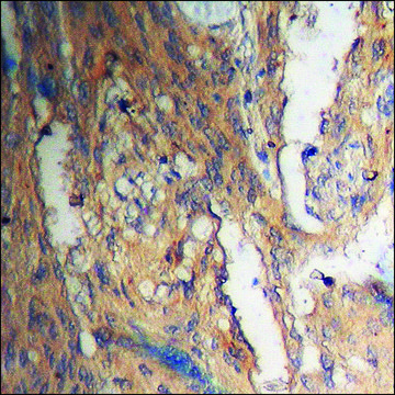 Anti-phospho-Akt (pThr³??) antibody produced in