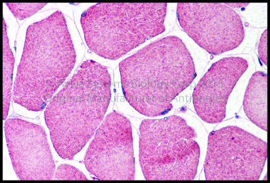 Anti-NRF1 (ab1) antibody produced in