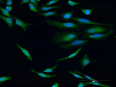 Anti-IGHG1 antibody produced in rabbit