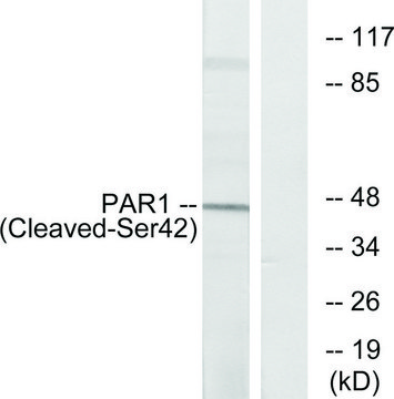 Anti-PAR1 (Cleaved-Ser?²), N-Terminal antibody produced