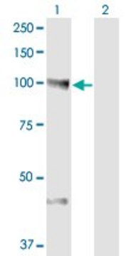 Monoclonal Anti-NEDD9 antibody produced in