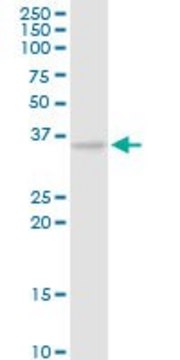 Anti-CAMLG antibody produced in rabbit