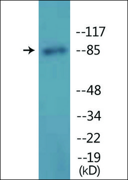 Anti-phospho-GR (pSer²¹¹) antibody produced in