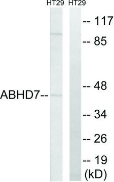 Anti-ABHD7 antibody produced in rabbit