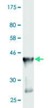 Monoclonal Anti-GADD45G antibody produced in