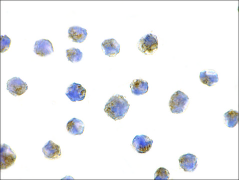 Anti-NGFR antibody produced in rabbit