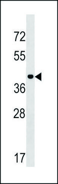 ANTI-PPIL5 (CENTER) antibody produced in