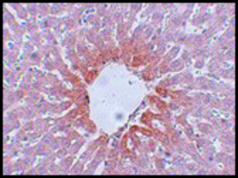 Anti-AGTR2 antibody produced in rabbit