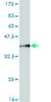 Monoclonal Anti-MARCH6 antibody produced in