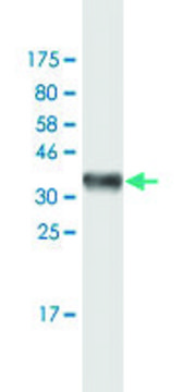 Monoclonal Anti-HLA-DQB1 antibody produced in