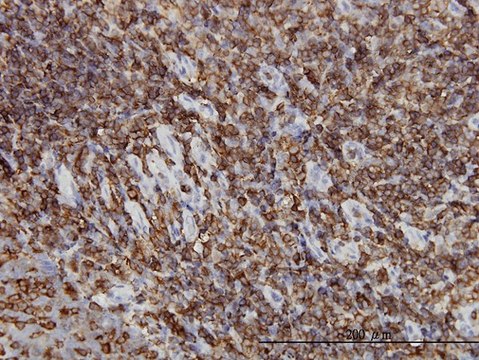 Monoclonal Anti-HCLS1 antibody produced in