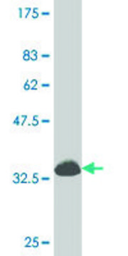 ANTI-DLX1 antibody produced in mouse