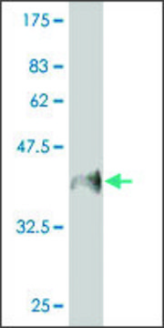Monoclonal Anti-MUC5B antibody produced in