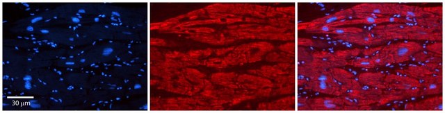 Anti-TRIM10 (ab2) antibody produced in