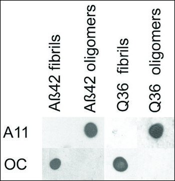Anti-APP antibody produced in rabbit