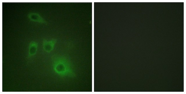 Anti-HSP90B antibody produced in rabbit