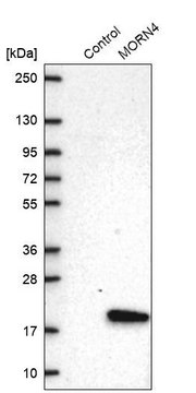 Anti-MORN4 antibody produced in rabbit
