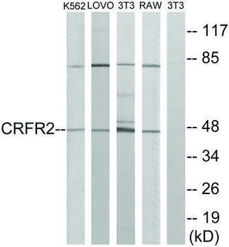 Anti-CRFR2 antibody produced in rabbit