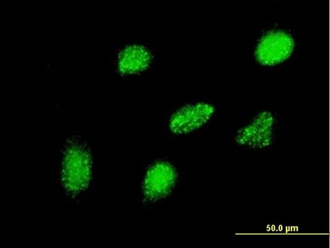 ANTI-HEYL antibody produced in mouse