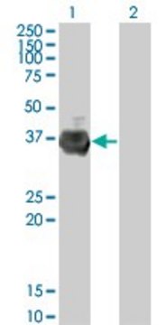 Monoclonal Anti-RFFL antibody produced in