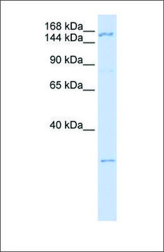 Anti-ZNF687 antibody produced in rabbit