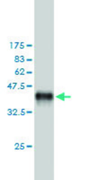 Monoclonal Anti-MAP4K5 antibody produced in