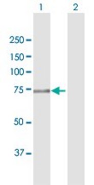 Anti-FERMT1 antibody produced in rabbit
