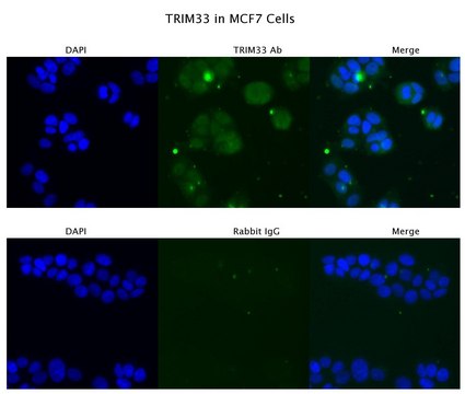 Anti-TRIM33 antibody produced in rabbit