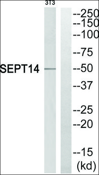 Anti-SEPT14 antibody produced in rabbit