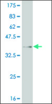 ANTI-MEOX1 antibody produced in mouse
