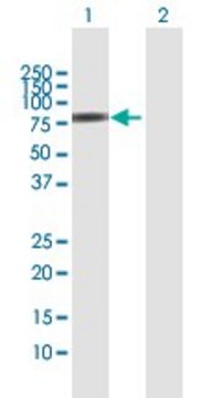 Anti-SNX9 antibody produced in rabbit