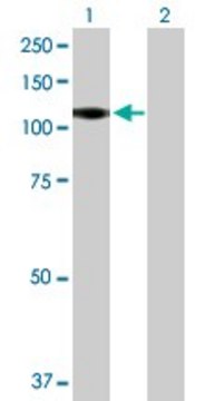 Anti-CSF3R antibody produced in mouse