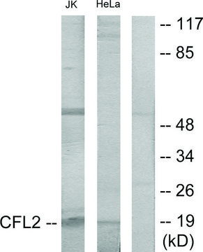 Anti-Cofilin antibody produced in rabbit