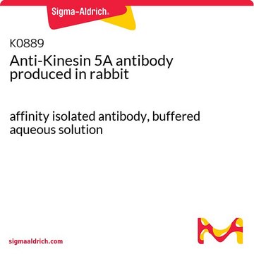 Anti-Kinesin 5A antibody produced in