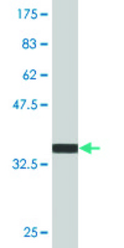 Monoclonal Anti-PIM3, (C-terminal) antibody produced