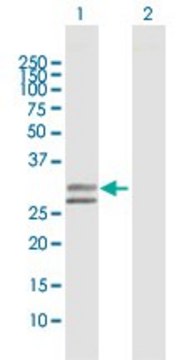 Anti-UGCGL2 antibody produced in rabbit