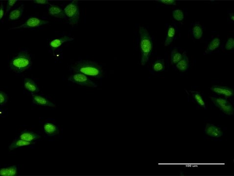 Anti-SIRT7 antibody produced in rabbit