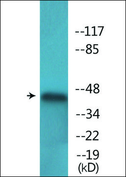 Anti-phospho-p44/42 MAP Kinase (pThr²?²) antibody