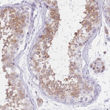 Anti-RPL39L antibody produced in rabbit